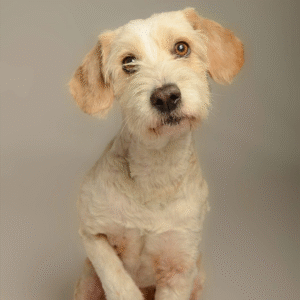 Membresía semestral