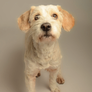 Membresía trimestral